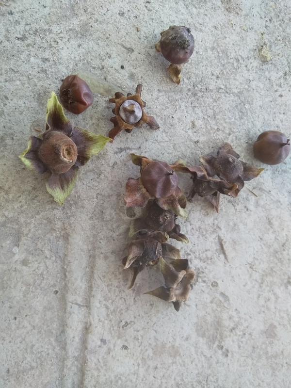 ?айска-Ябълка-проблем